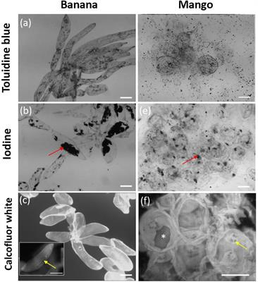 Cell Wall Polymer Composition and Spatial Distribution in Ripe Banana and Mango Fruit: Implications for Cell Adhesion and Texture Perception